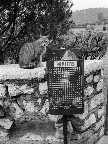 Chat avec les Papiers, Cannes, 1980
